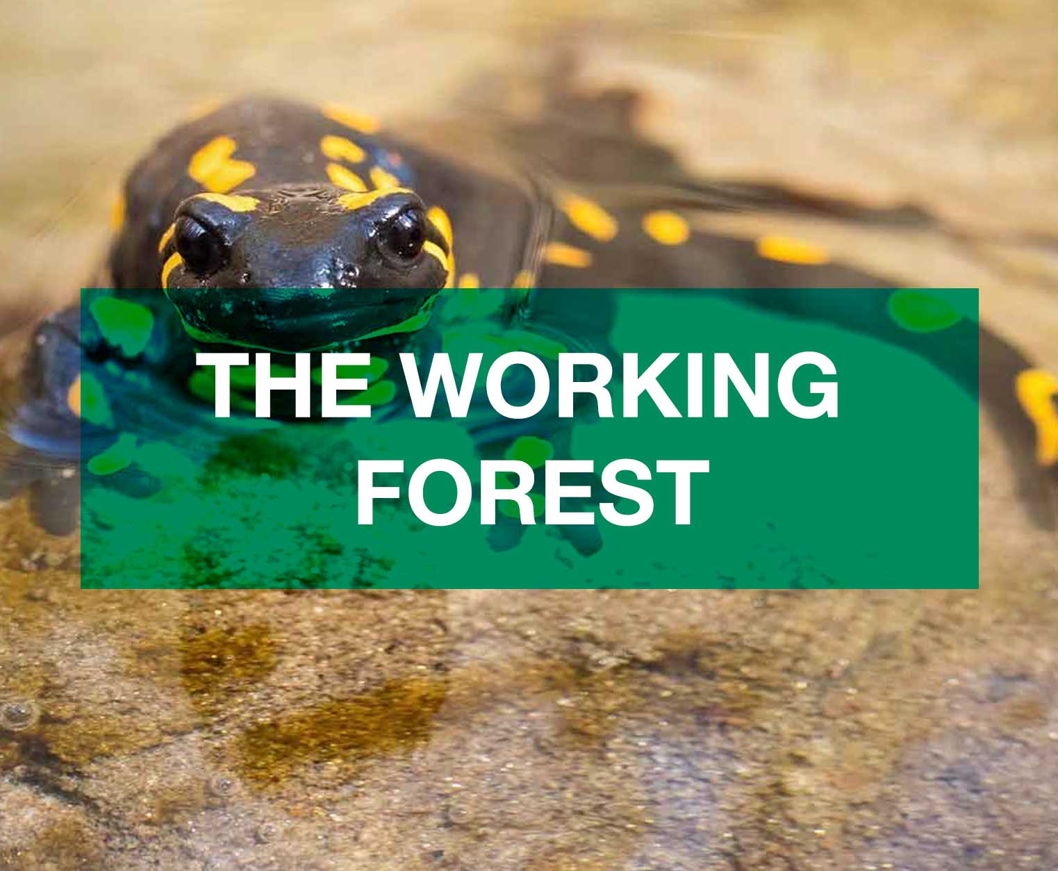 tile-the-working-forest.jpg