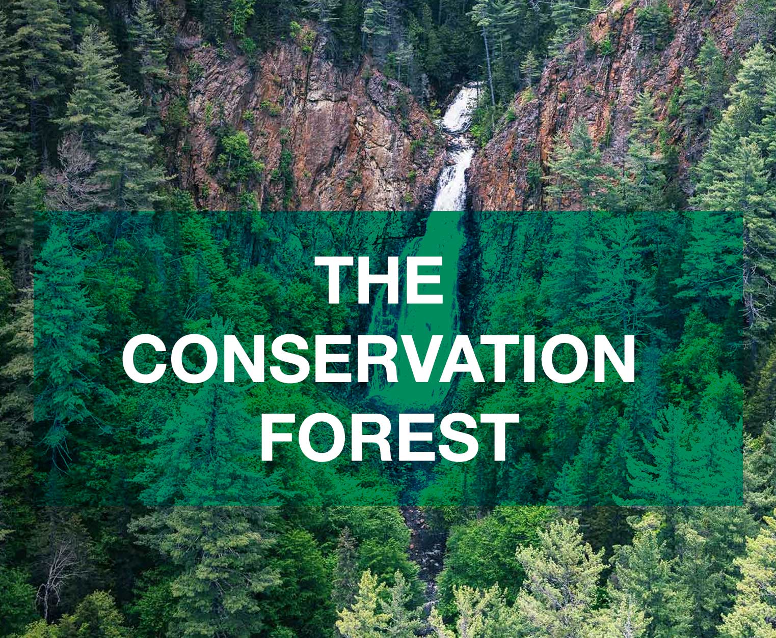 tileTHE--CONSERVATION--FOREST.jpg