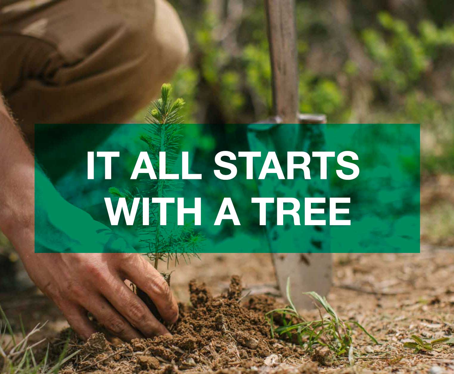 tile-it-all-starts-with-a-tree.jpg