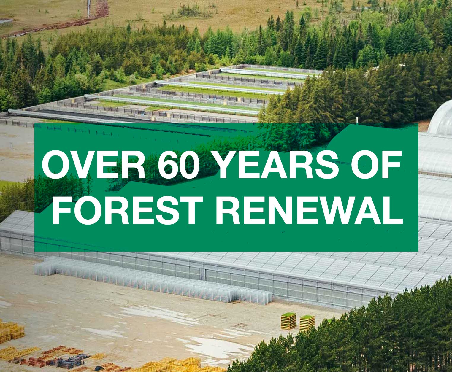 tile-OVER-60-YEARS-OF-FOREST-RENEWAL.jpg