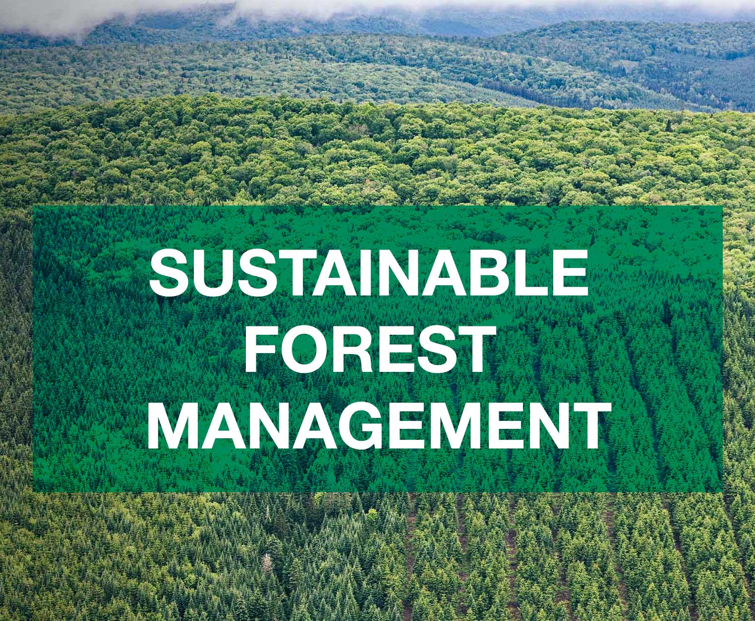 tile-Sustainable-Forest-Management.jpg